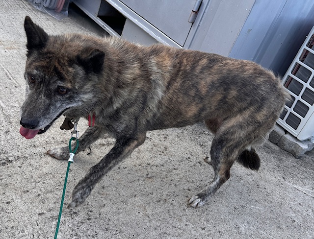 종료(반환) 믹스견…